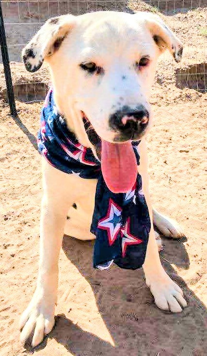 ROLLO POLLO, an adoptable Labrador Retriever, Catahoula Leopard Dog in Pena Blanca, NM, 87041 | Photo Image 3