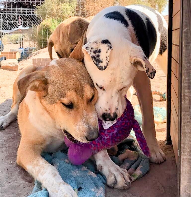 ROLLO POLLO, an adoptable Labrador Retriever, Catahoula Leopard Dog in Pena Blanca, NM, 87041 | Photo Image 4