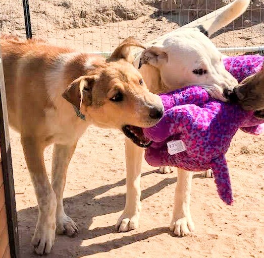 ROLLO POLLO, an adoptable Labrador Retriever, Catahoula Leopard Dog in Pena Blanca, NM, 87041 | Photo Image 5