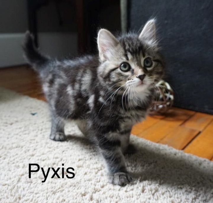 Pyxis 1