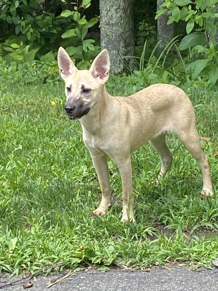 Dog For Adoption Hosanna A German Shepherd Dog Mix In Woodbury Ct Petfinder