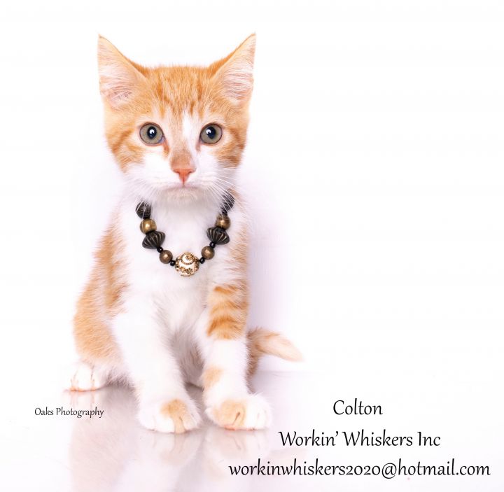 COLTON, an adoptable Domestic Short Hair & Tabby Mix in HEMET, CA_image-2