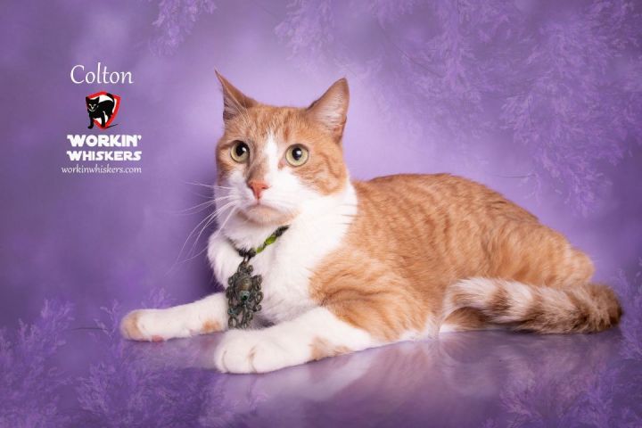 COLTON, an adoptable Domestic Short Hair & Tabby Mix in HEMET, CA_image-1