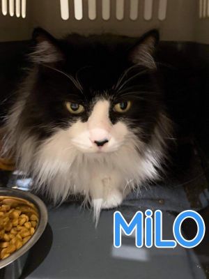 MILO