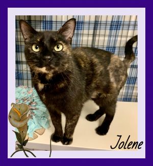 Jolene