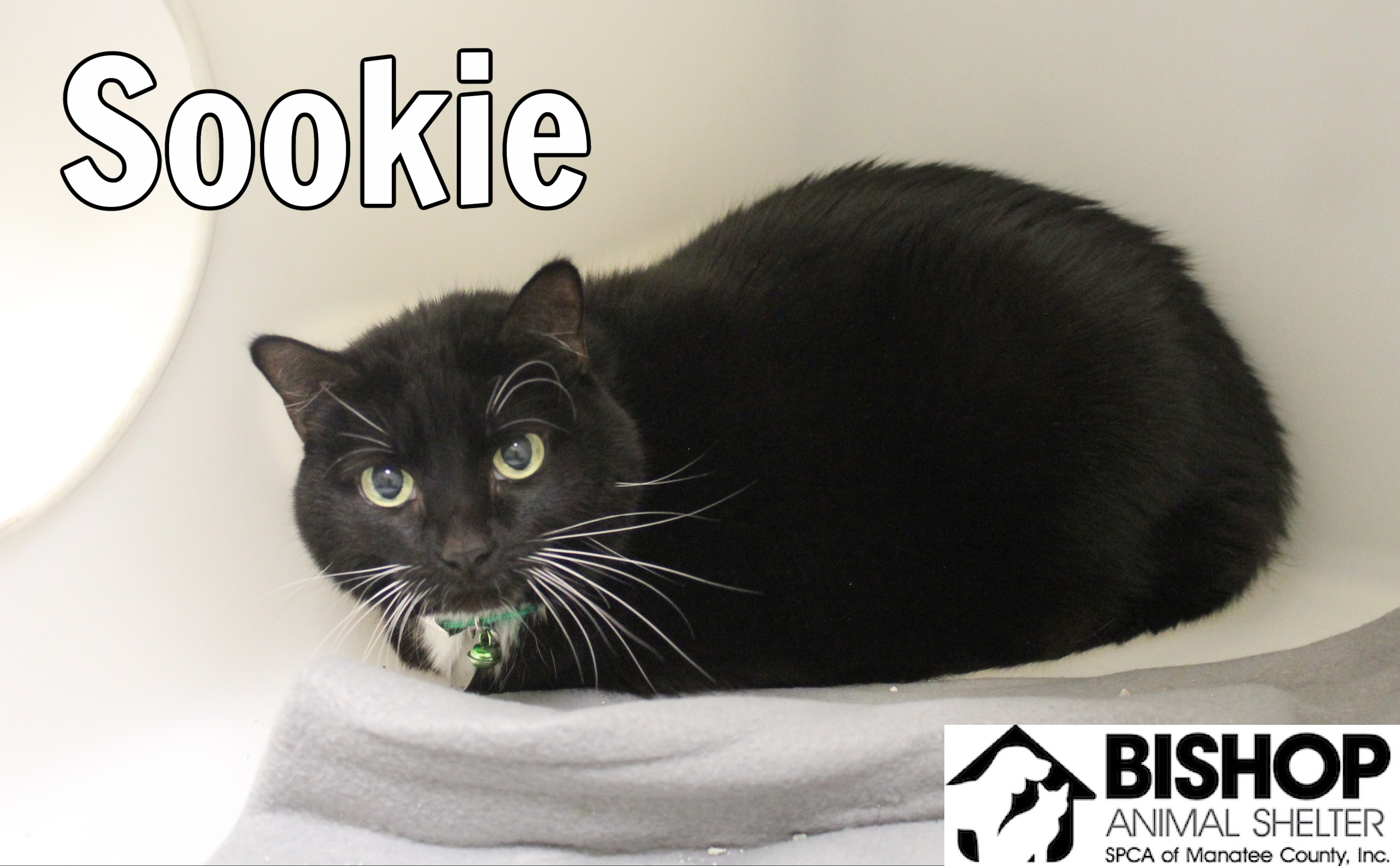 Sookie, an adoptable Domestic Short Hair in Bradenton, FL, 34209 | Photo Image 1
