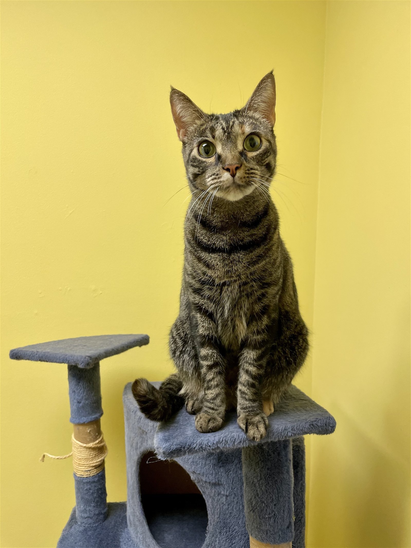 Juno, an adoptable Tabby, Tortoiseshell in Stone Mountain, GA, 30083 | Photo Image 1