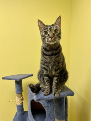Juno has a lovely tabby coat with patches of tortoiseshell pattern Born in February 2021 Juno is a