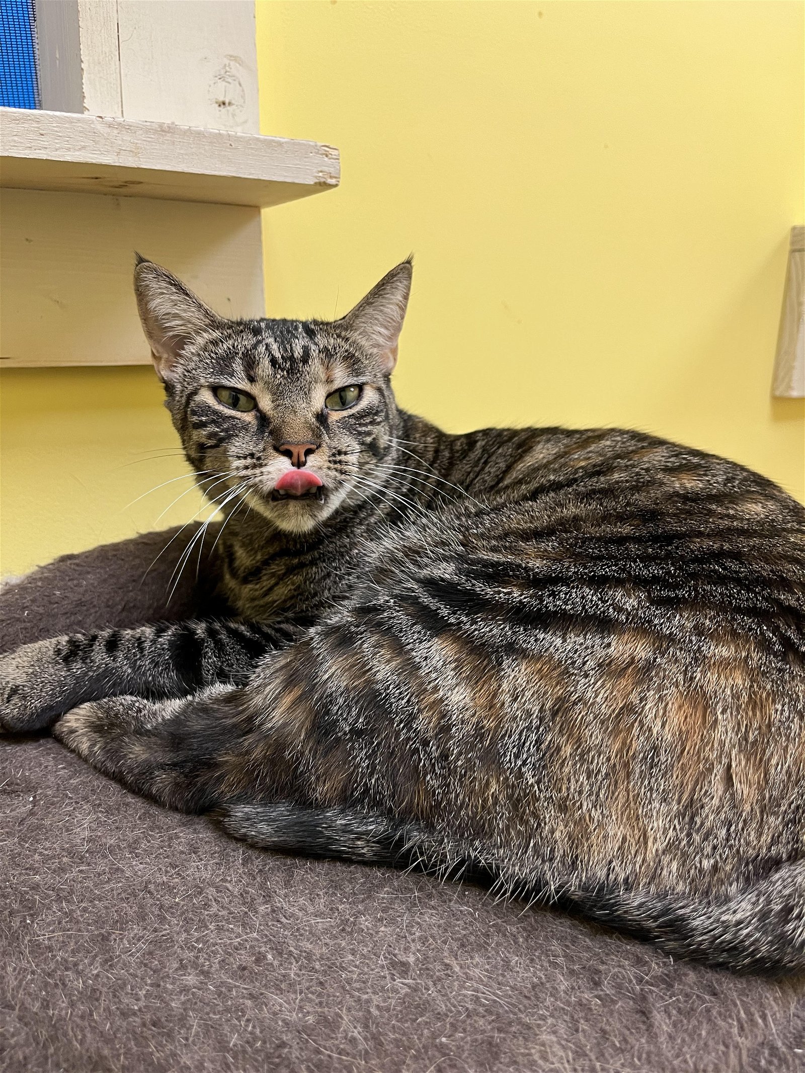 Juno, an adoptable Tabby, Tortoiseshell in Stone Mountain, GA, 30083 | Photo Image 3