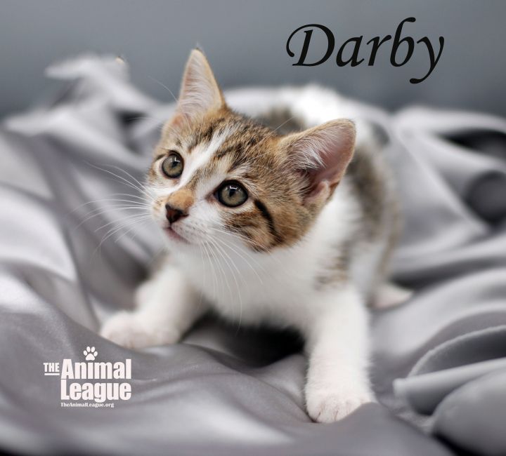 Darby 2