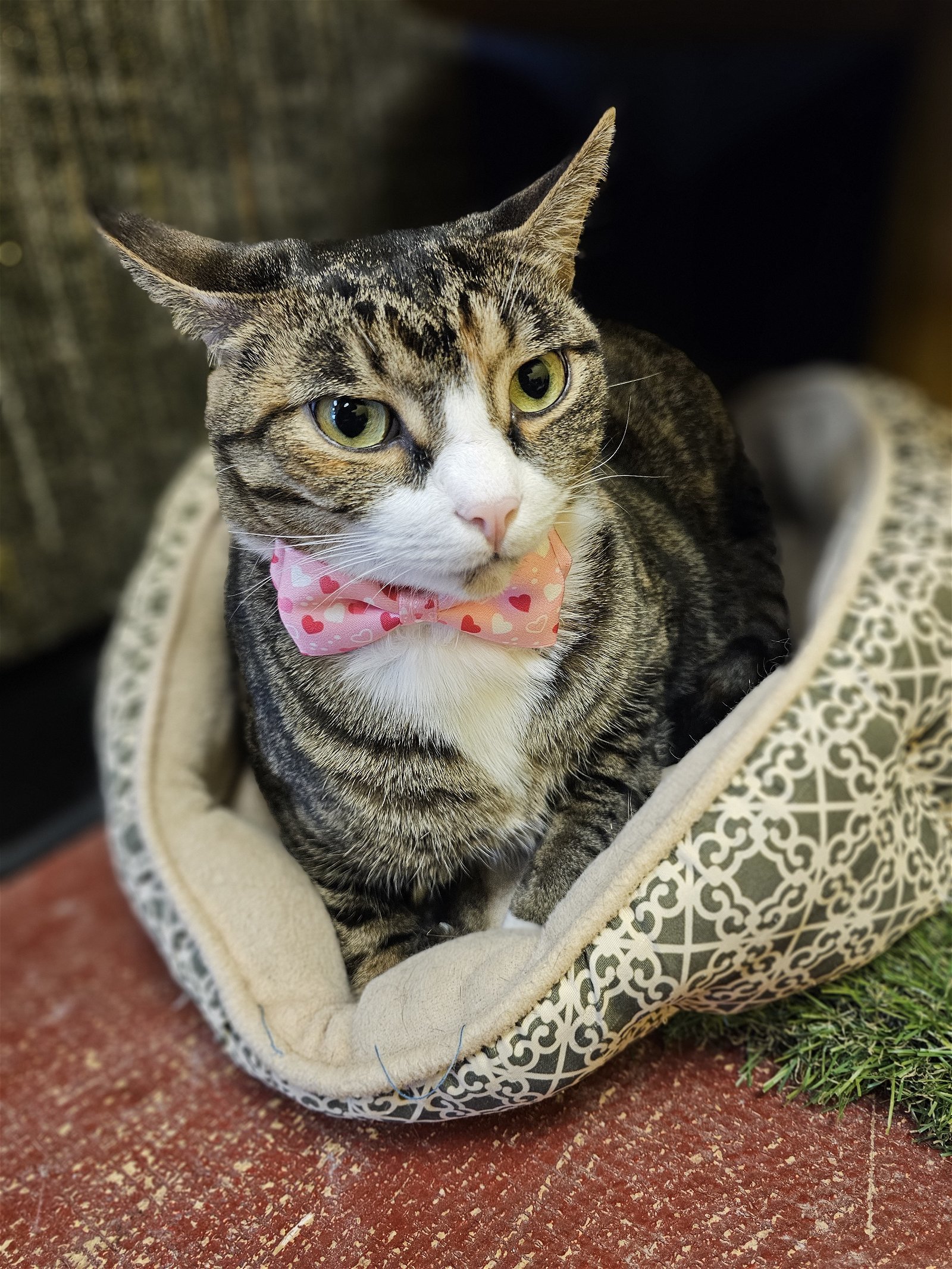 Flora, an adoptable Torbie in Stone Mountain, GA, 30083 | Photo Image 1