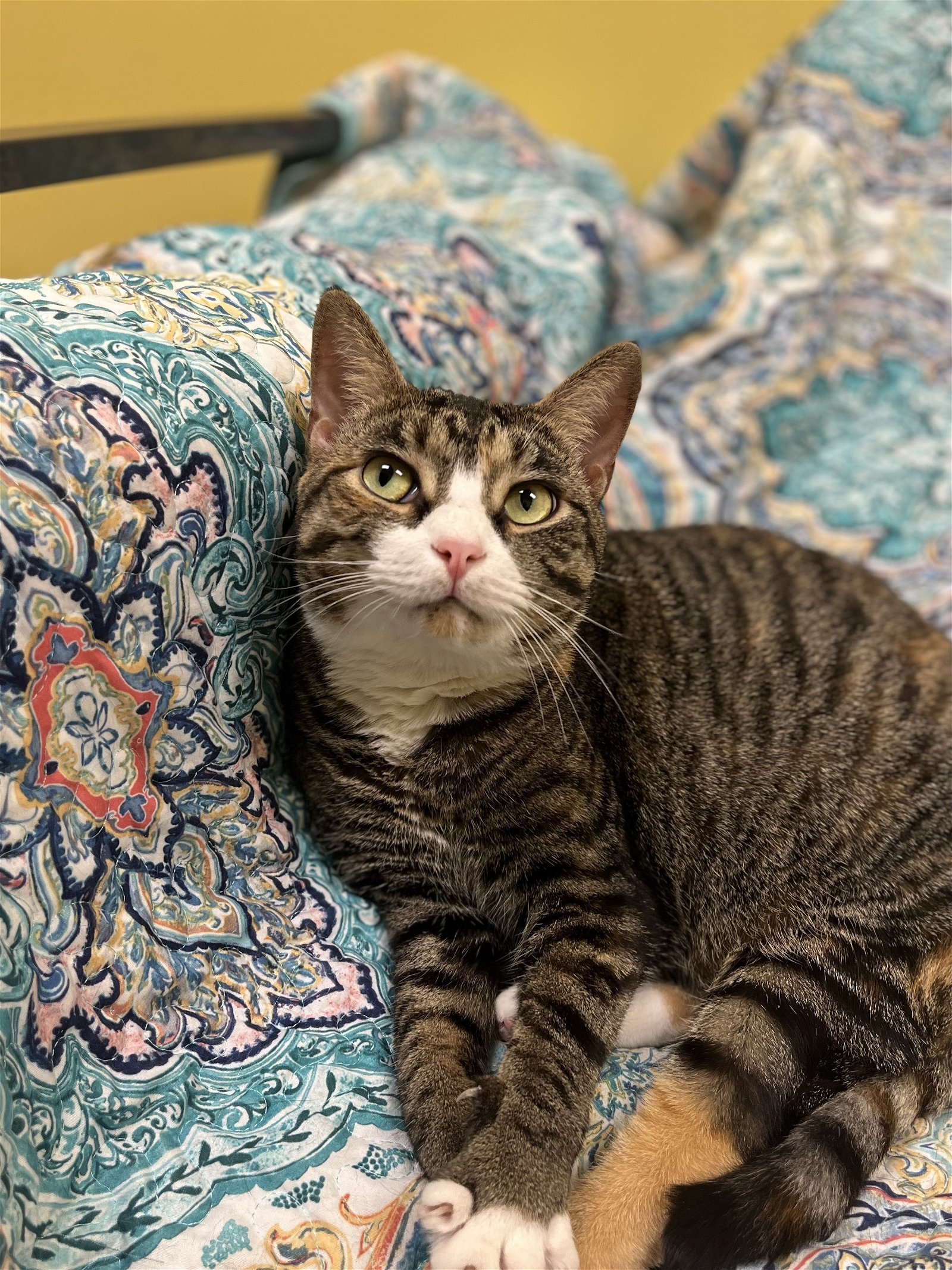 Flora, an adoptable Torbie in Stone Mountain, GA, 30083 | Photo Image 3