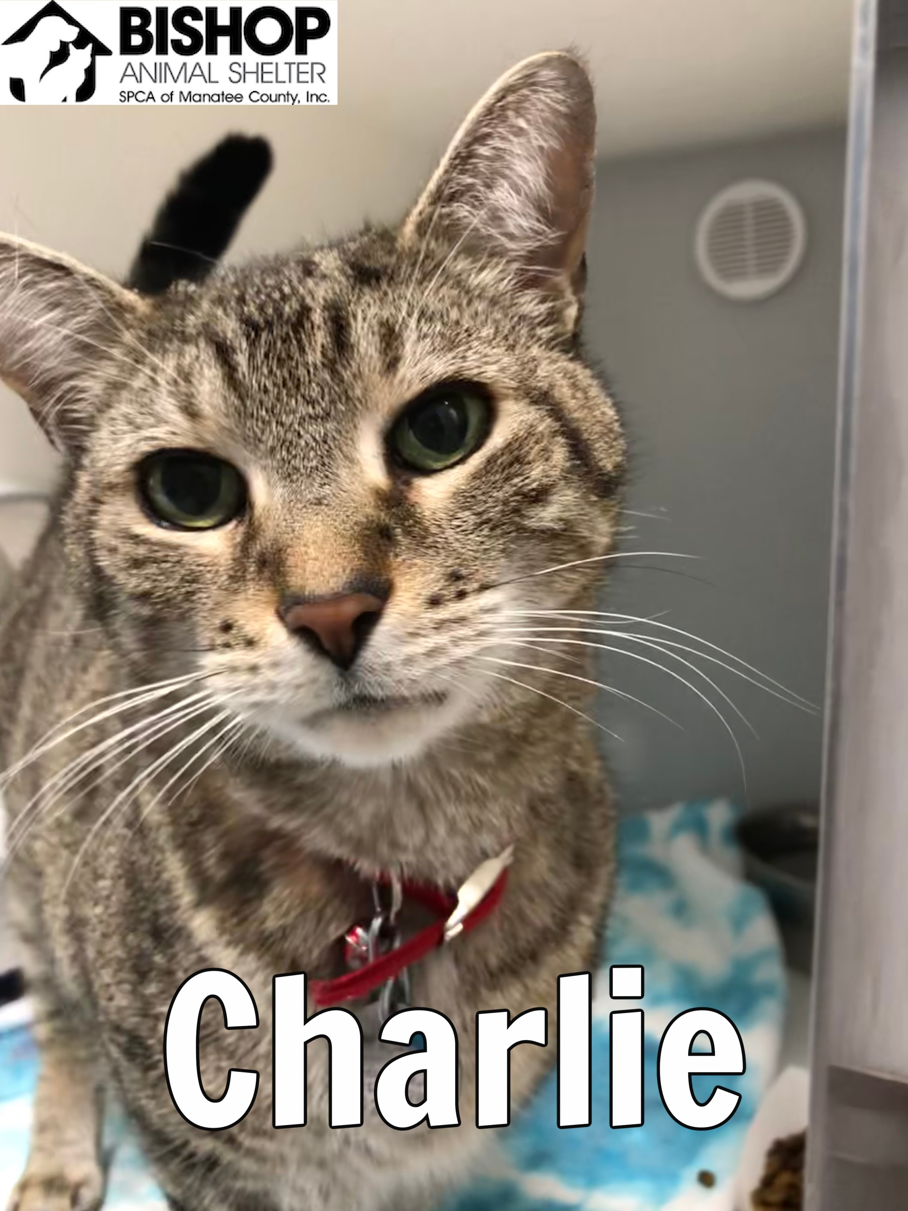 Charlie, an adoptable Domestic Short Hair in Bradenton, FL, 34209 | Photo Image 1