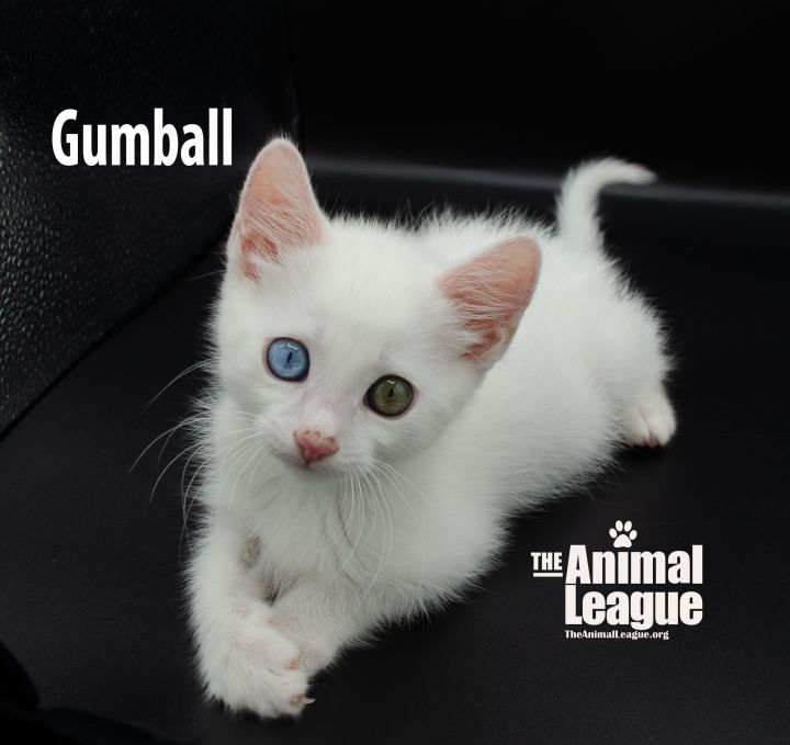 Gumball 3