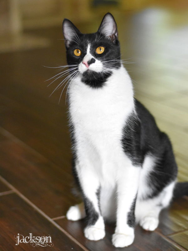 Jackson, an adoptable Domestic Medium Hair in Montgomery, TX, 77316 | Photo Image 2