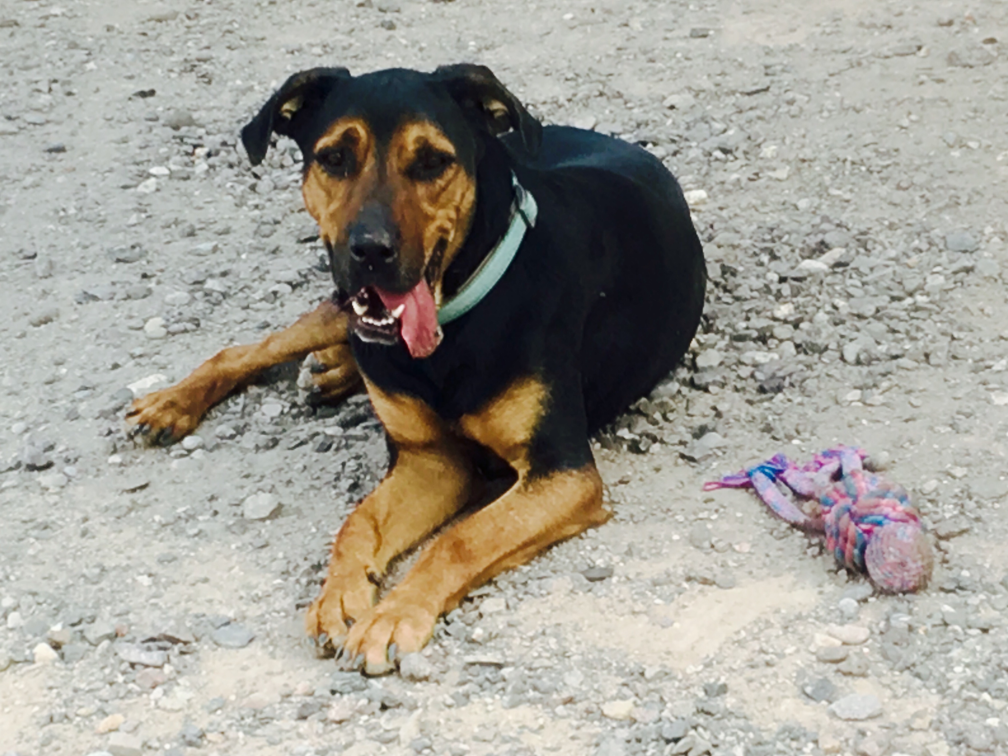 Marmaduke, an adoptable Rottweiler, Hound in Thatcher, AZ, 85552 | Photo Image 2