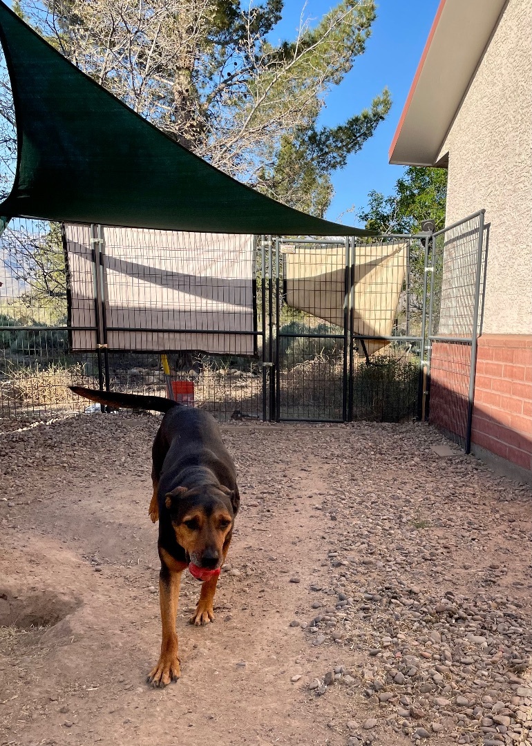Marmaduke, an adoptable Rottweiler, Hound in Thatcher, AZ, 85552 | Photo Image 3