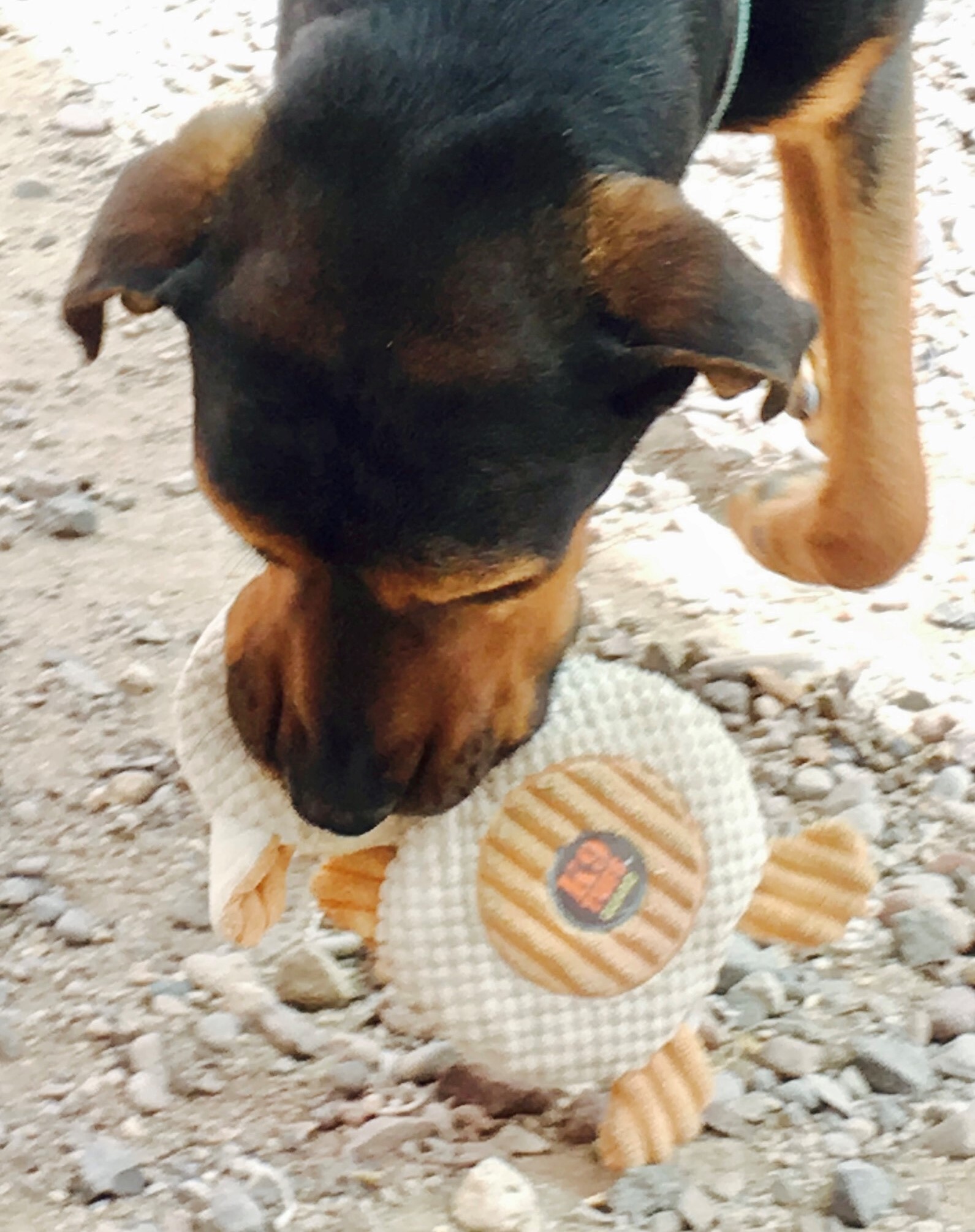 Marmaduke, an adoptable Rottweiler, Hound in Thatcher, AZ, 85552 | Photo Image 4