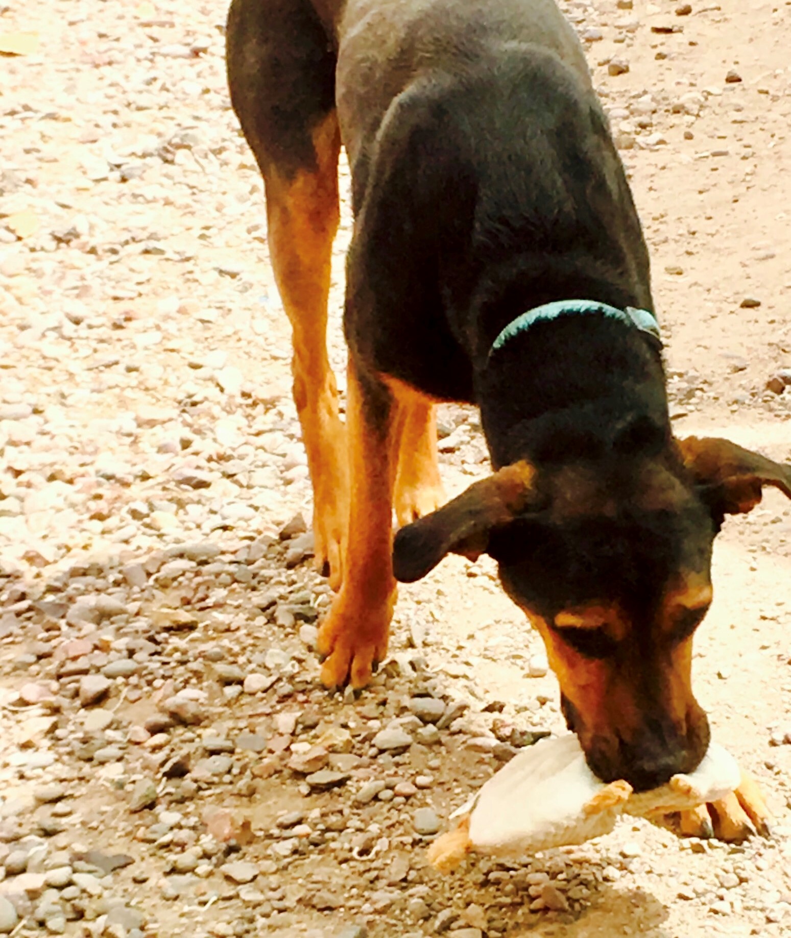 Marmaduke, an adoptable Rottweiler, Hound in Thatcher, AZ, 85552 | Photo Image 5