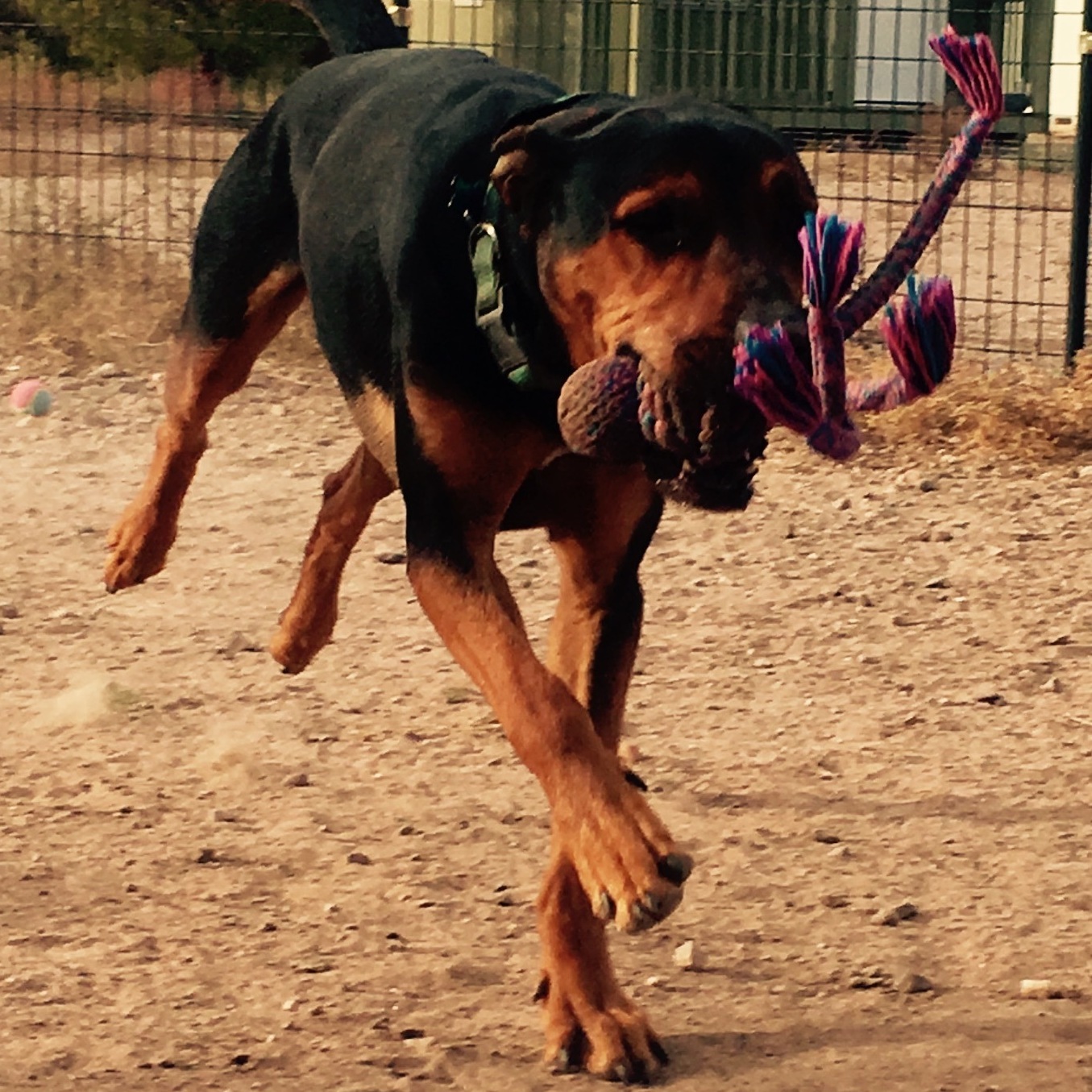 Marmaduke, an adoptable Rottweiler, Hound in Thatcher, AZ, 85552 | Photo Image 6
