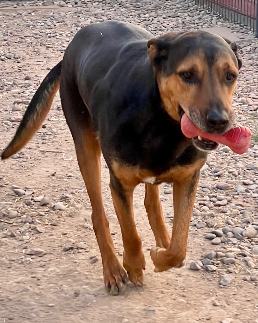 Marmaduke, an adoptable Rottweiler, Hound in Thatcher, AZ, 85552 | Photo Image 1