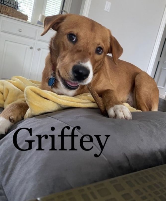 Griffey - Fostered in Southlake, TX