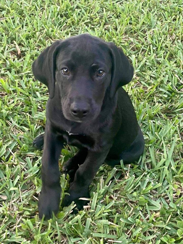 Dog For Adoption Manta A Labrador Retriever Mix In Tampa Fl Petfinder