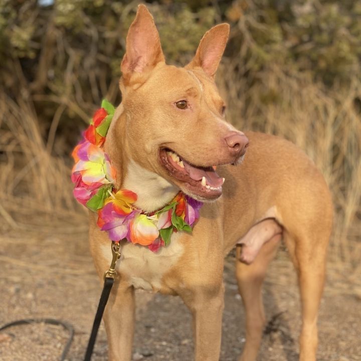 Pharaoh hound and pitbull hot sale mix