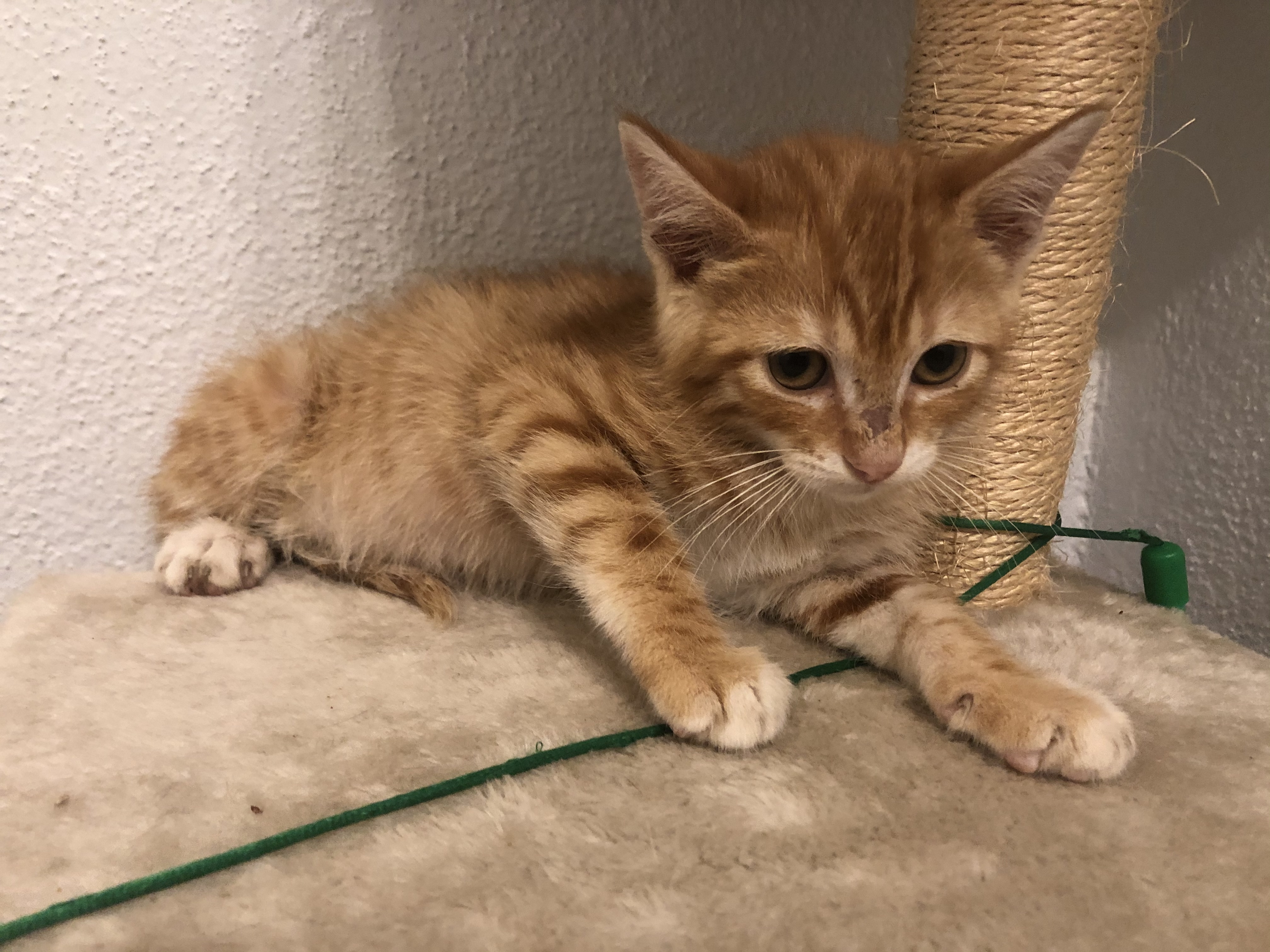 Peanut, an adoptable Tabby in Covington, LA, 70433 | Photo Image 2