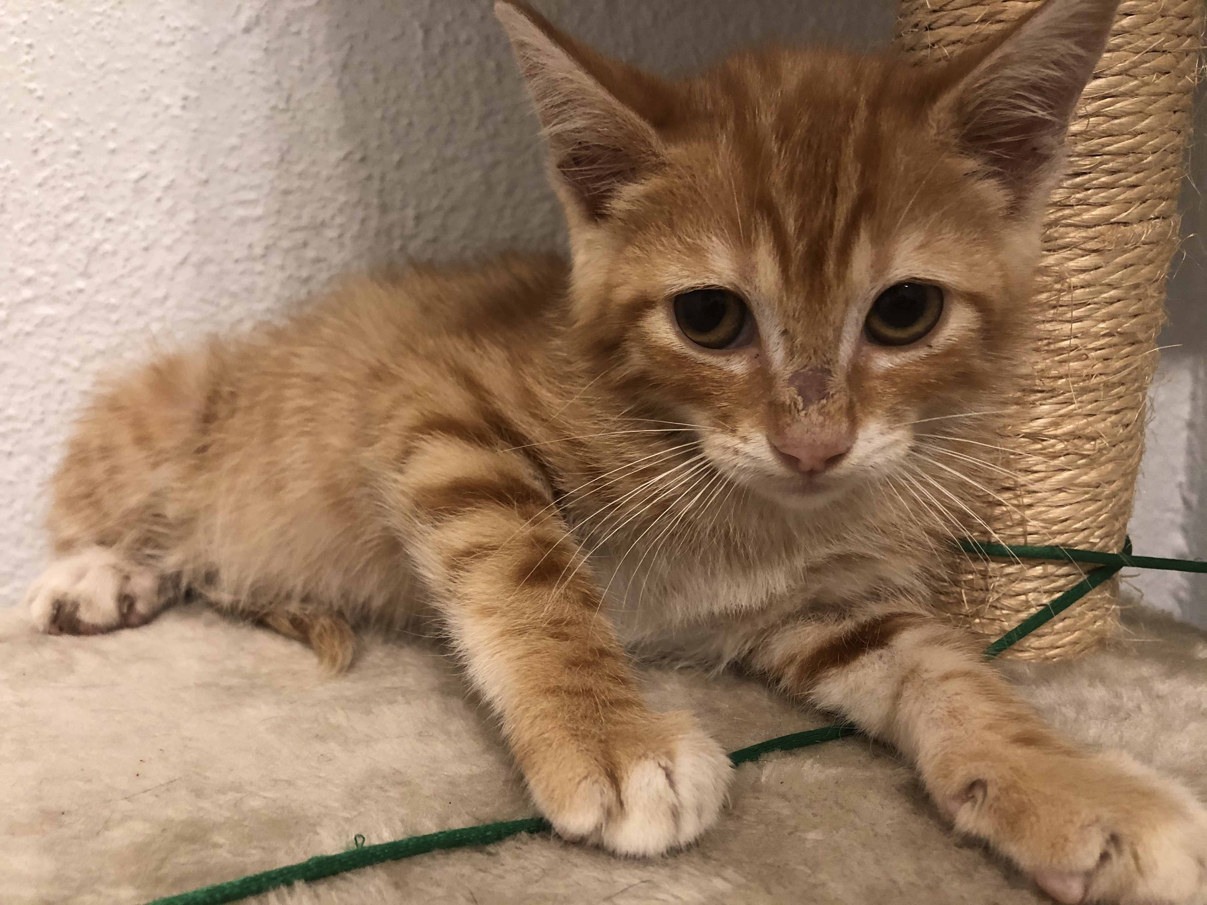 Peanut, an adoptable Tabby in Covington, LA, 70433 | Photo Image 3