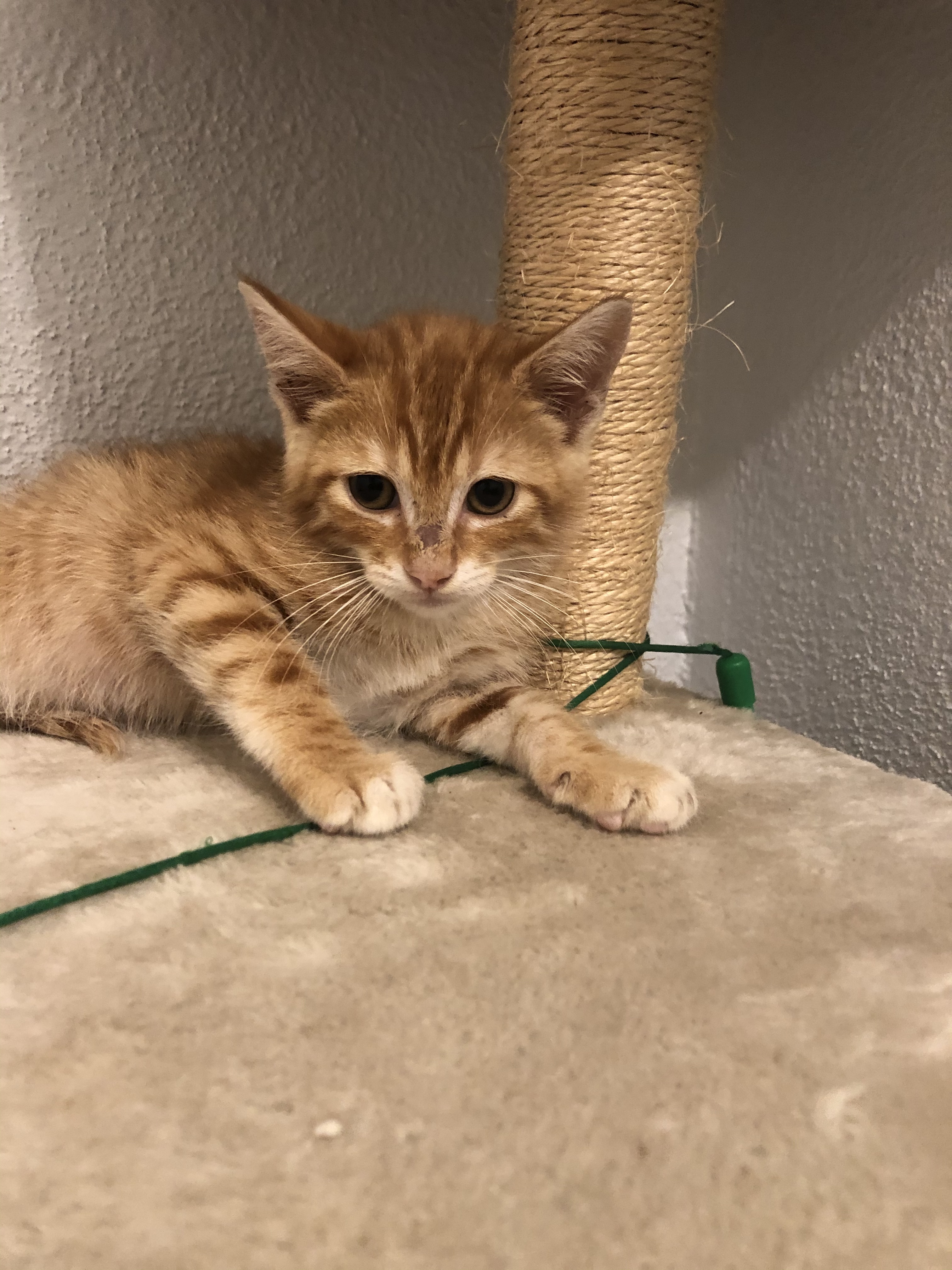 Peanut, an adoptable Tabby in Covington, LA, 70433 | Photo Image 1