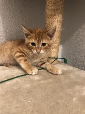 Peanut, Baby Male unknown