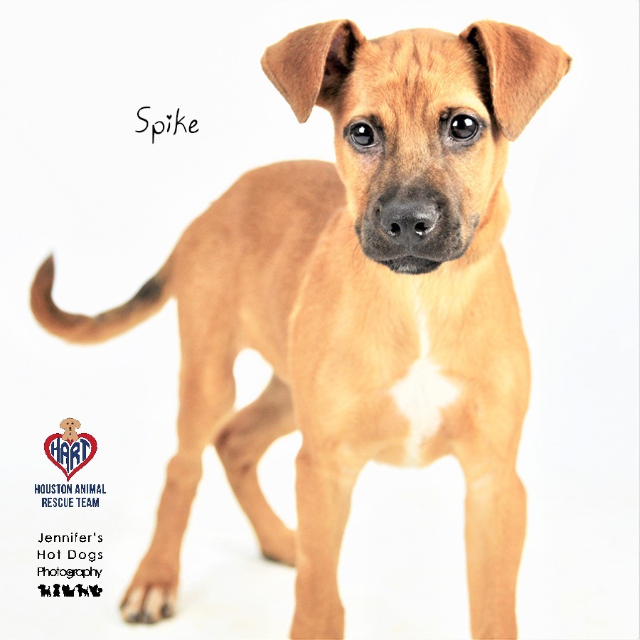 Spike, an adoptable Black Mouth Cur, Boxer in Tomball, TX, 77377 | Photo Image 3