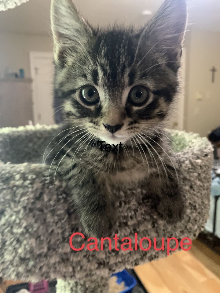 Cantaloupe 1