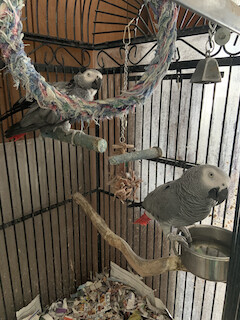 Janet & Jerry, an adopted African Grey Mix in North Babylon, NY_image-1