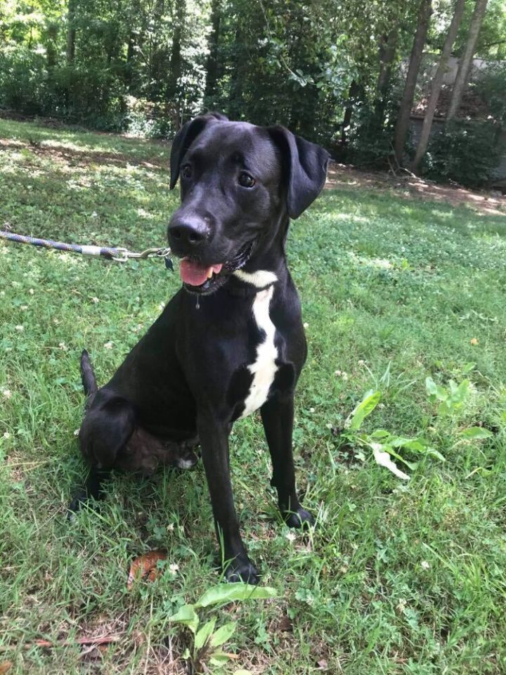 Colby Jack, an adopted Great Dane & Labrador Retriever Mix in Charlotte, NC_image-3