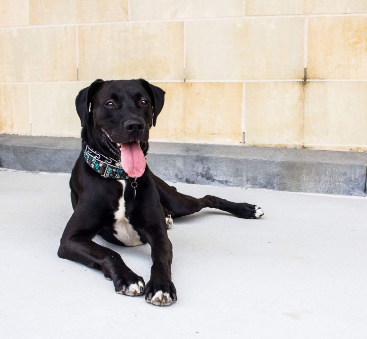Colby Jack, an adopted Great Dane & Labrador Retriever Mix in Charlotte, NC_image-6