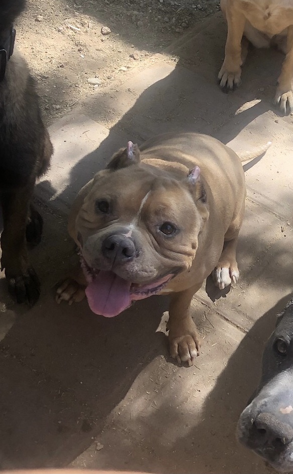 Dog For Adoption Moto An American Bully American Staffordshire Terrier Mix In Anza Ca Petfinder