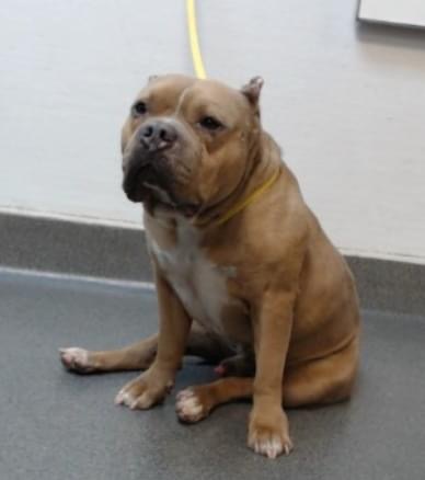 Dog For Adoption Moto An American Bully American Staffordshire Terrier Mix In Anza Ca Petfinder