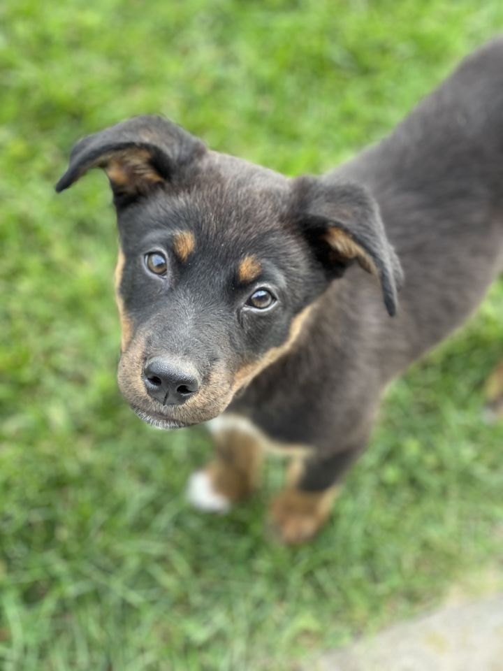 Cooper, an adopted German Shepherd Dog & Labrador Retriever Mix in Wauregan, CT_image-4