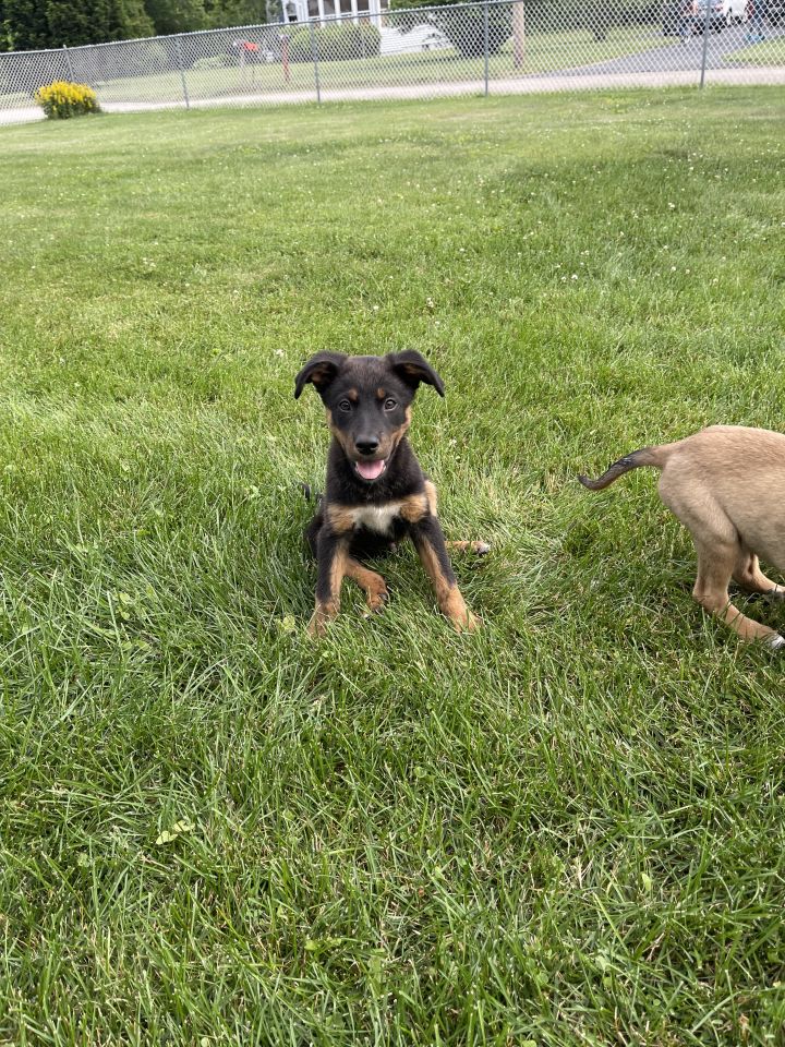 Cooper, an adopted German Shepherd Dog & Labrador Retriever Mix in Wauregan, CT_image-1