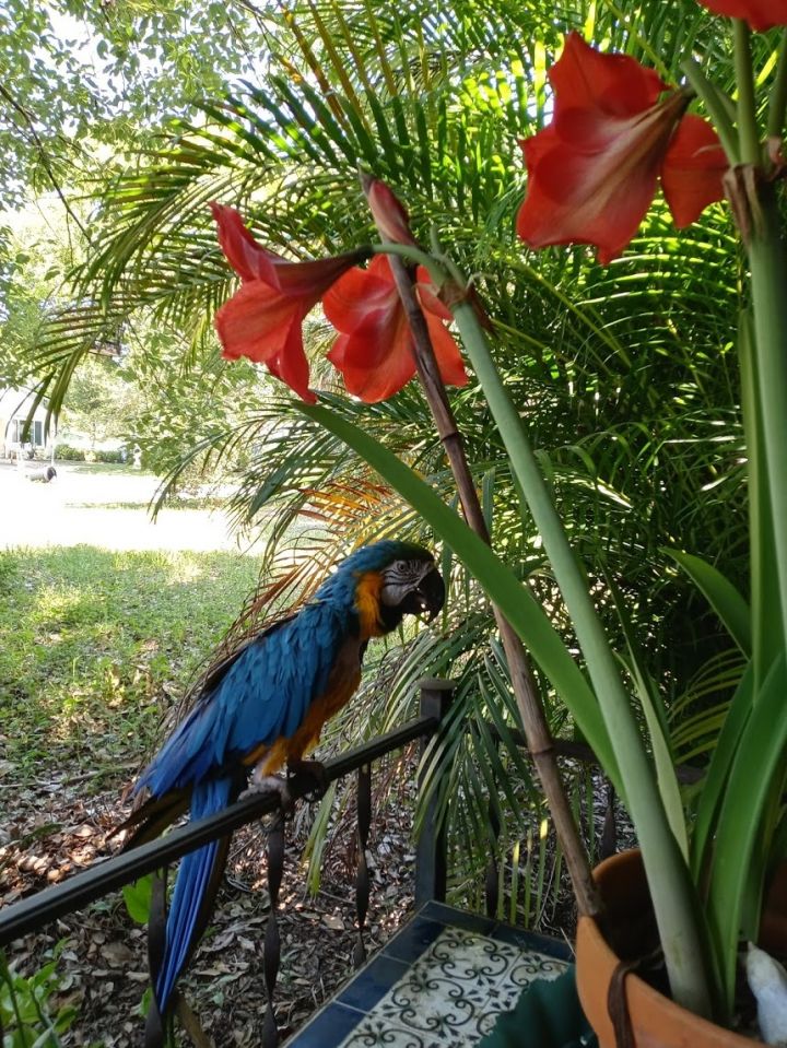 Parrot for adoption - Georgia, a Macaw in Sanford, FL | Petfinder