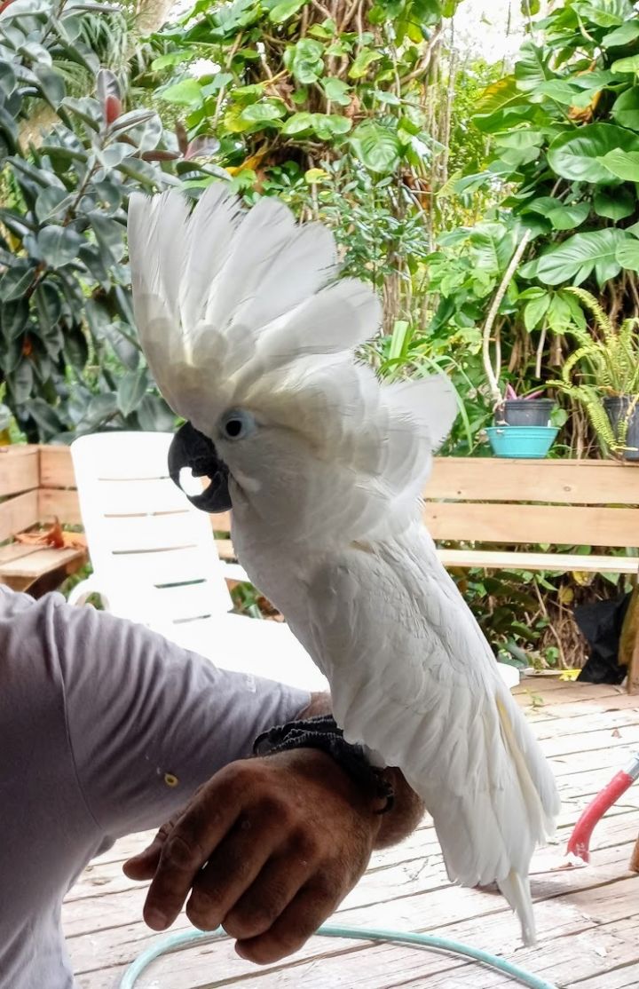 Amarie, an adoptable Cockatoo in Sanford, FL_image-1
