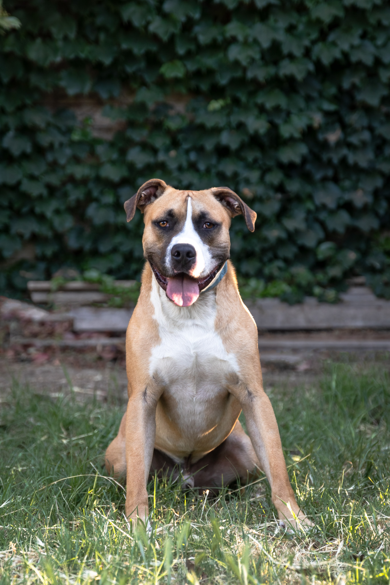 Patches, an adoptable Boxer, American Staffordshire Terrier in Auburn, CA, 95603 | Photo Image 1