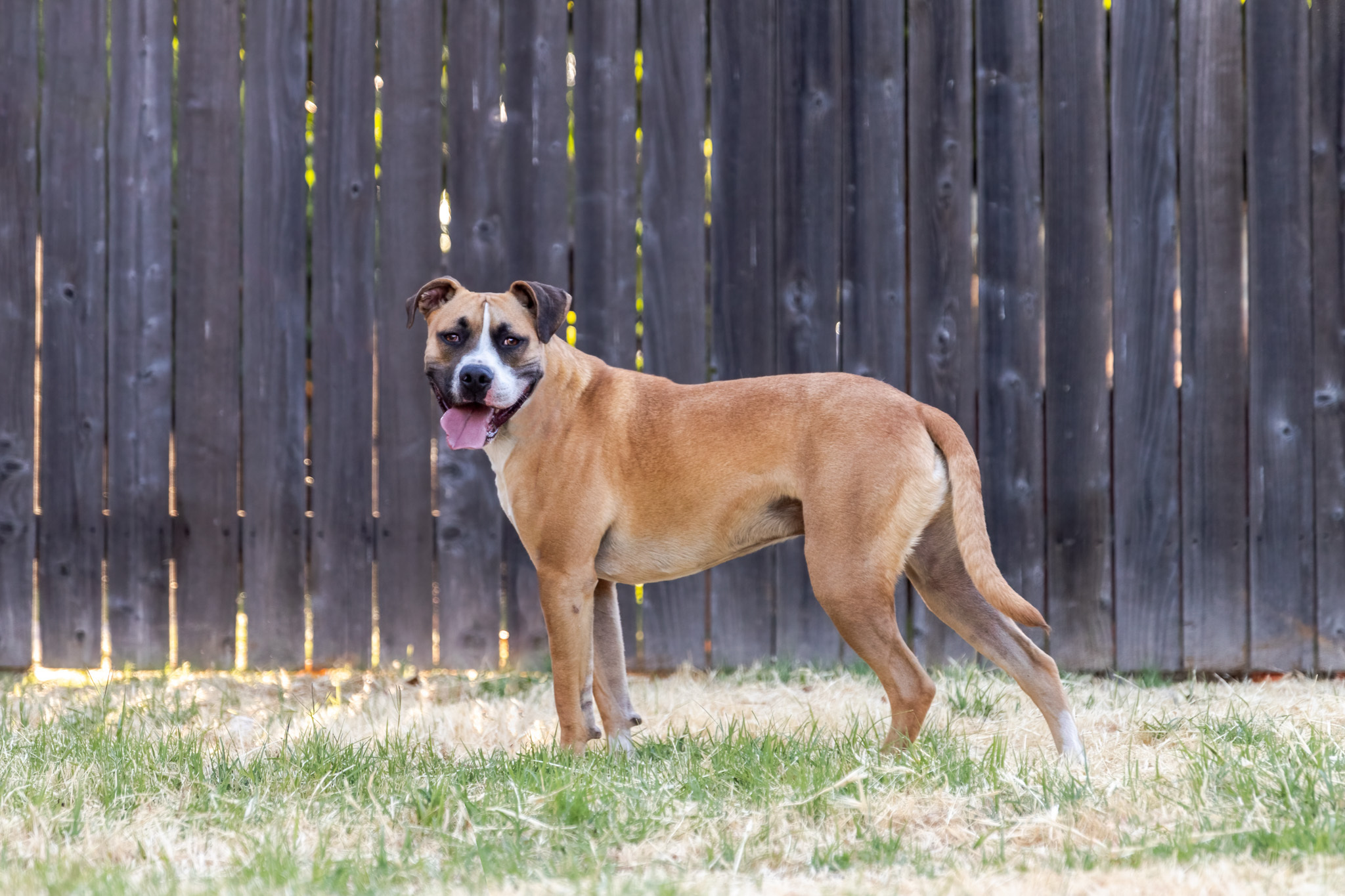 Patches, an adoptable Boxer, American Staffordshire Terrier in Auburn, CA, 95603 | Photo Image 2