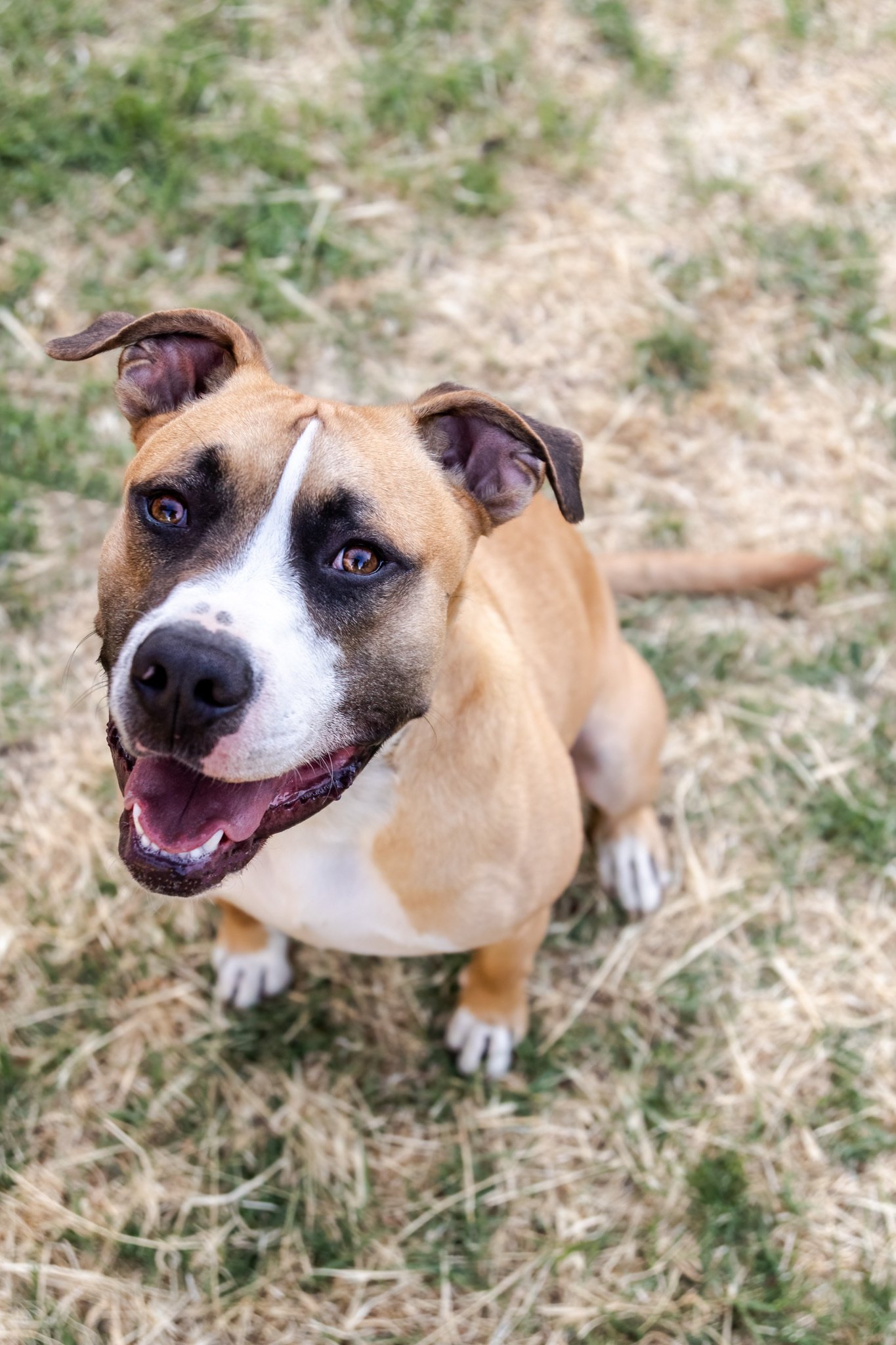 Patches, an adoptable Boxer, American Staffordshire Terrier in Auburn, CA, 95603 | Photo Image 3