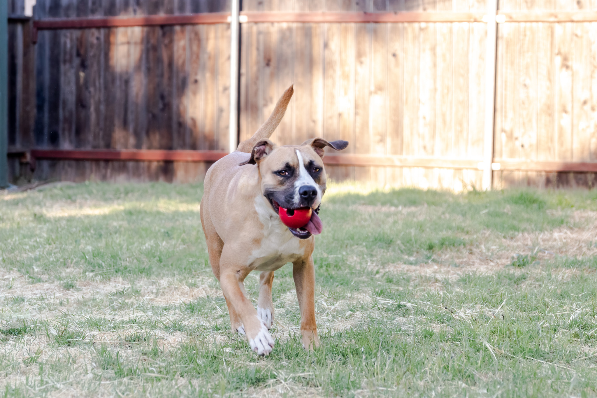 Patches, an adoptable Boxer, American Staffordshire Terrier in Auburn, CA, 95603 | Photo Image 4