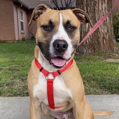 Patches, an adoptable Boxer, American Staffordshire Terrier in Auburn, CA, 95603 | Photo Image 5