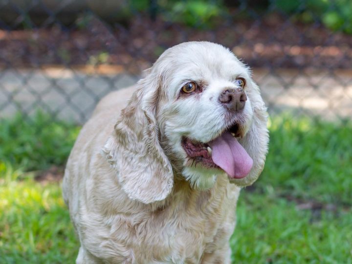 teddy cocker spaniel