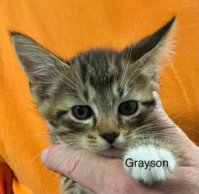 Grayson detail page